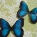 Edible Butterflies - 20 small blue