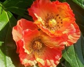 Miniature Poppy Hair Comb