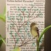 Yellow-bellied Flycatcher- ACEO Original Mixed-Media Collage