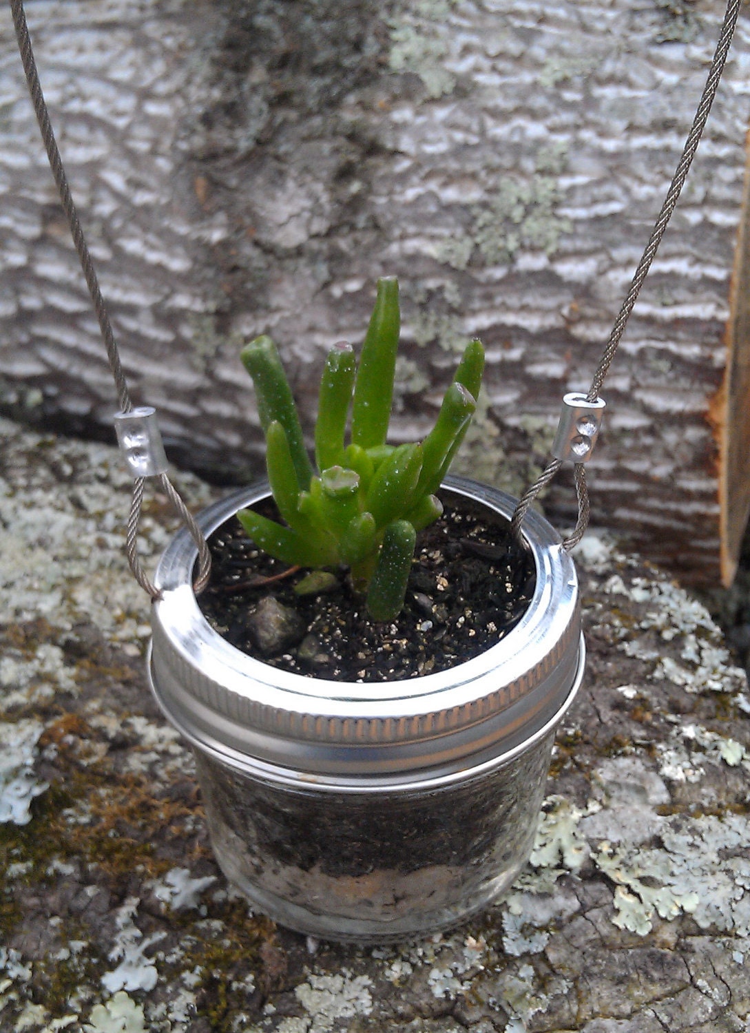 Mason Jar Succulent Planter 8oz Jar