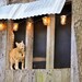 Mason Jar Strand with Lights 20 feet long