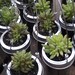 Mason Jar Succulent Planter Full Pint