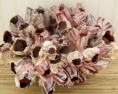 Beach Decor Large Purple Barnacle Cluster
