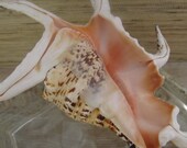 Lambis Chiraga, Spider Conch Specimen Shell