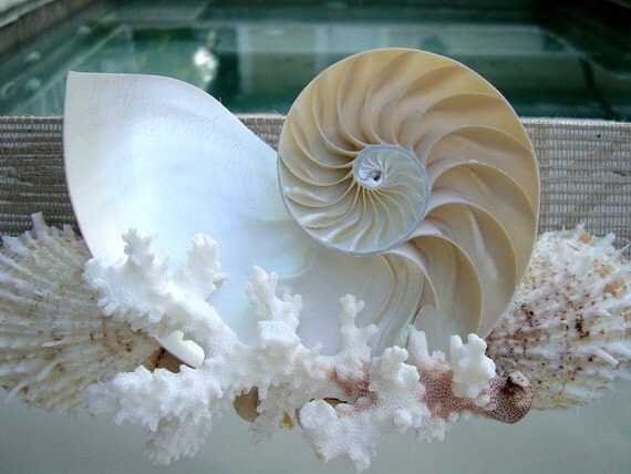 http://img1.etsystatic.com/000/0/5599714/il_570xN.169971725.jpg
