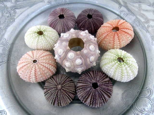 Shell Decor Sea Urchin Collection