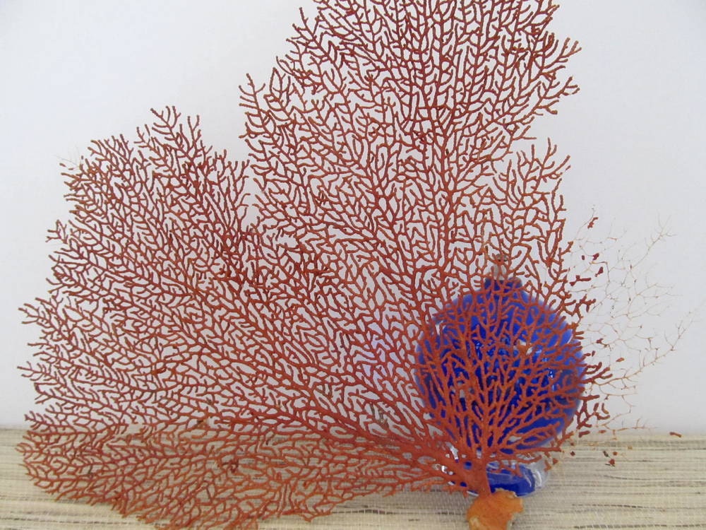 Red Sea Fan