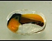 Toucan Murrini -SRA-