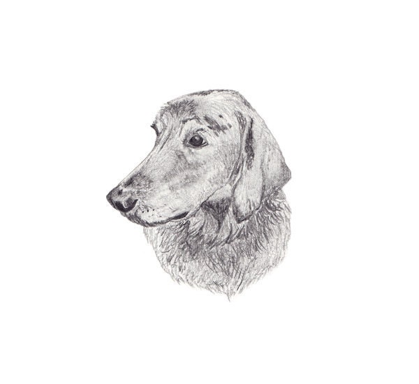 Custom Pet Portrait - Pencil Illustration