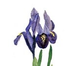 Iris at print of  original watercolor painting , in purple, mauve and green, Plants, Botanical painting, February birthday, mothers day