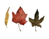 Indian Summer leaves art  Print of  watercolor  painting , autumn leaves , brown, rust , mustard,  Still life, unisex, fall wall deor