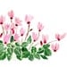 Cyclamen plant, art Print of  watercolor painting , Still Life.  mother's day, Blue Pink green ,cottage chic, limited editon