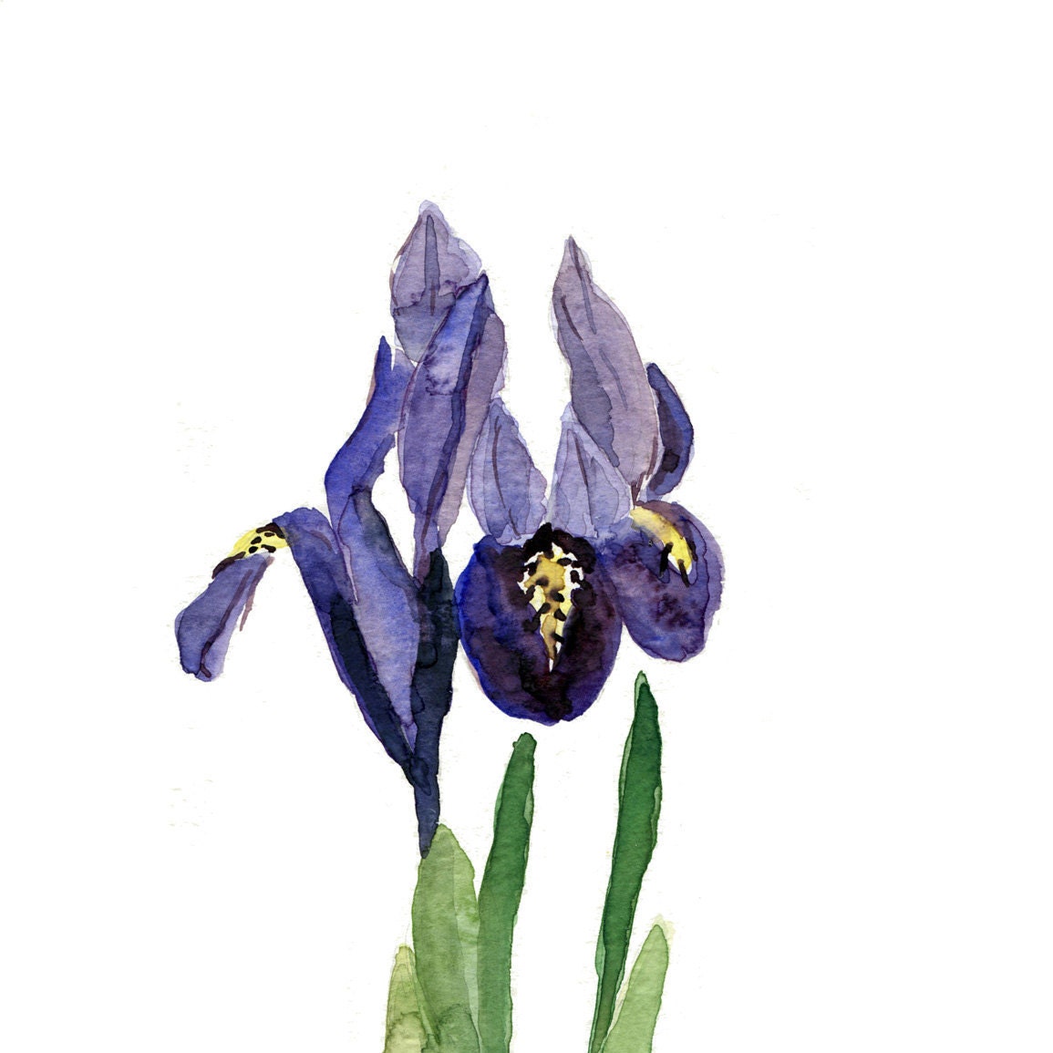 Iris art print of  original watercolor painting, purple, mauve and green, Plants, Botanical painting, February birthday, mothers day