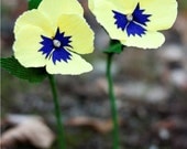 paper pansies -  paper flowers for gift, wedding, or decor