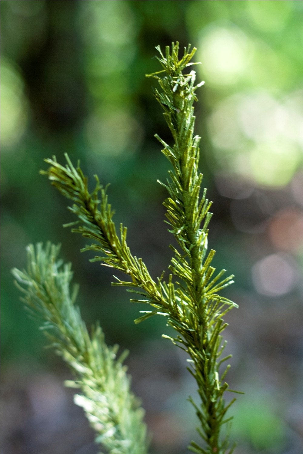fine evergreen boughs - paper flowers for gift, wedding, or decor