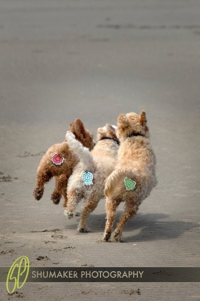 Rear Gear.  Butt Covers for your Cat and Dog...
