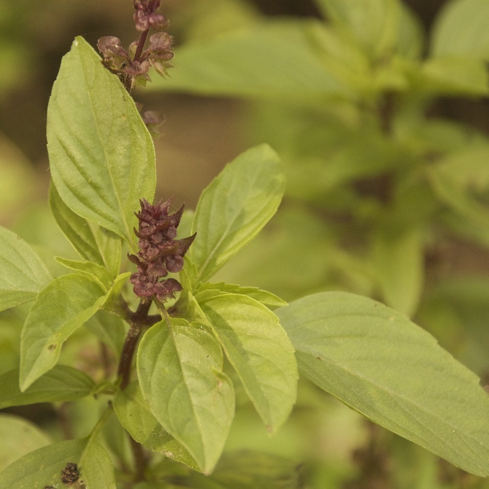 Organic Cinnamon Basil Herb Garden Seeds