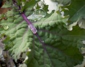 Organic Red Russian Kale Seeds