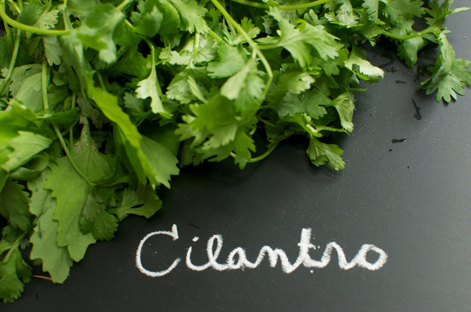 Organic Cilantro Coriander Herb Seeds