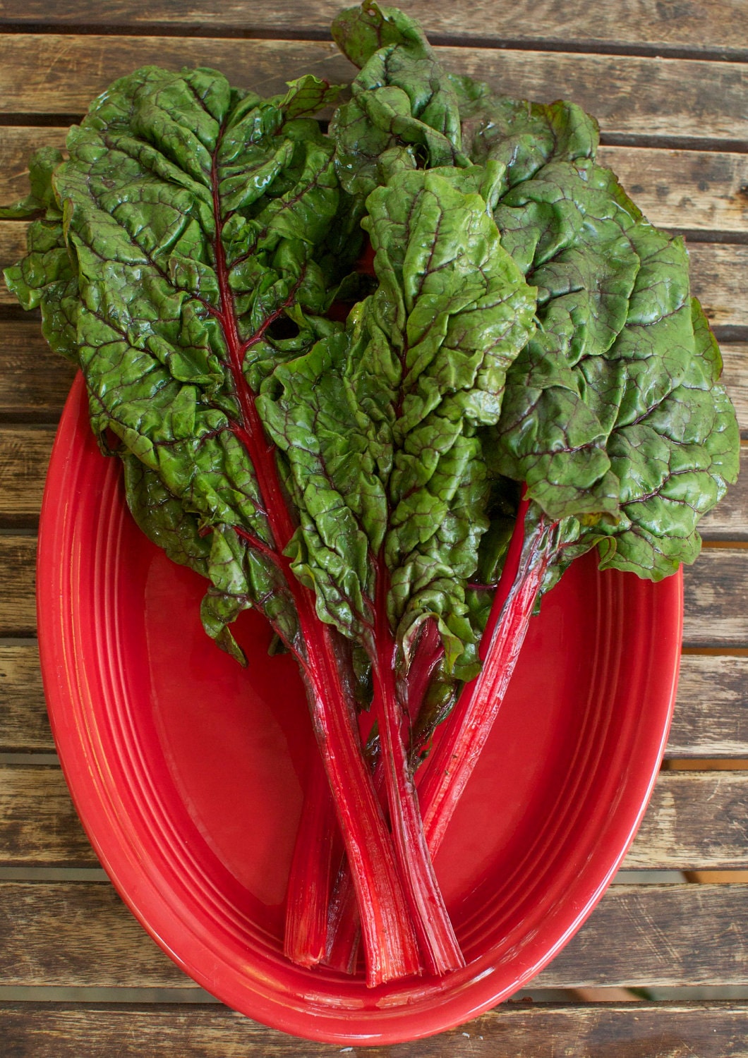 Organic Rhubarb Red Swiss Chard Seeds