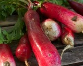 Organic French Breakfast Radish Seeds - Free Shipping