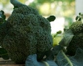 Organic Broccoli Seeds De Cicco