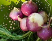 Organic Purple Top White Globe Turnip Seeds