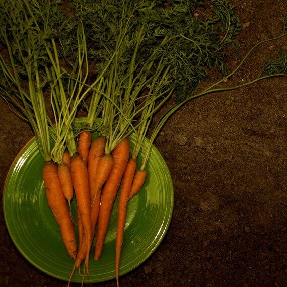 Carrot Seeds Organic Scarlet Nantes Orange