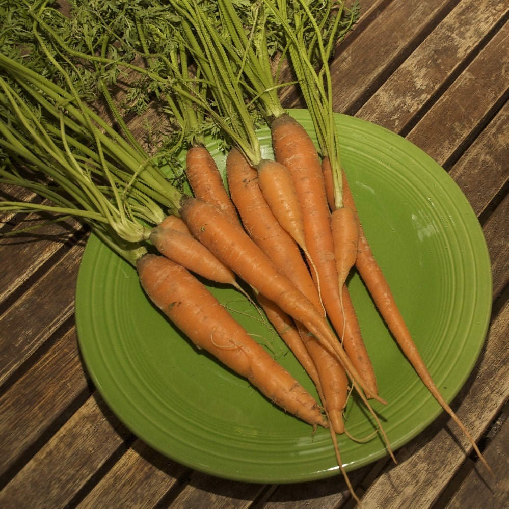 Carrot Seeds Organic Scarlet Nantes Orange