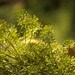 Organic Bouquet Dill Seeds - Perfect for Dill Pickles