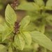 Organic Cinnamon Basil Herb Garden Seeds