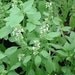 Organic Thai Lime Basil Herb Seeds