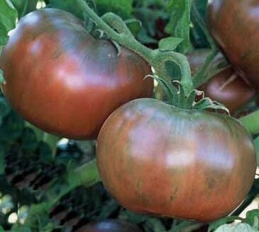 Purple Tomatoes - Organic Cherokee Purple Heirloom Tomato Seeds