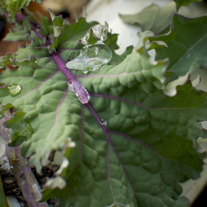 Organic Red Russian Kale Seeds