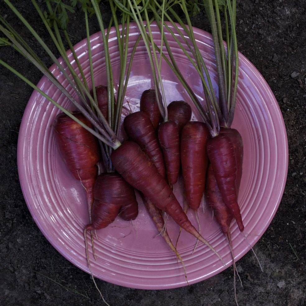 Purple Carrots - Organic Cosmic Purple Carrot Seeds
