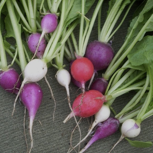 Organic Easter Egg Radish seeds