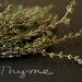 Organic Thyme Seeds Culinary Herb