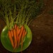 Carrot Seeds Organic Scarlet Nantes Orange