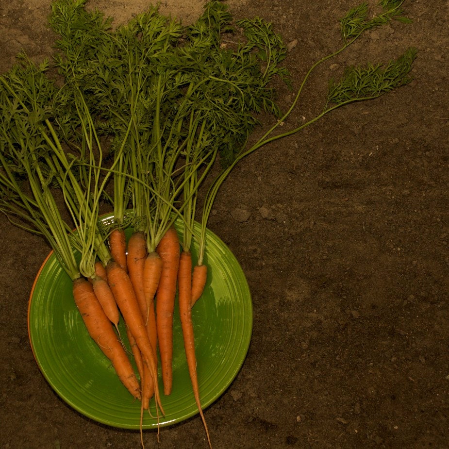 Carrot Seeds Organic Scarlet Nantes Orange