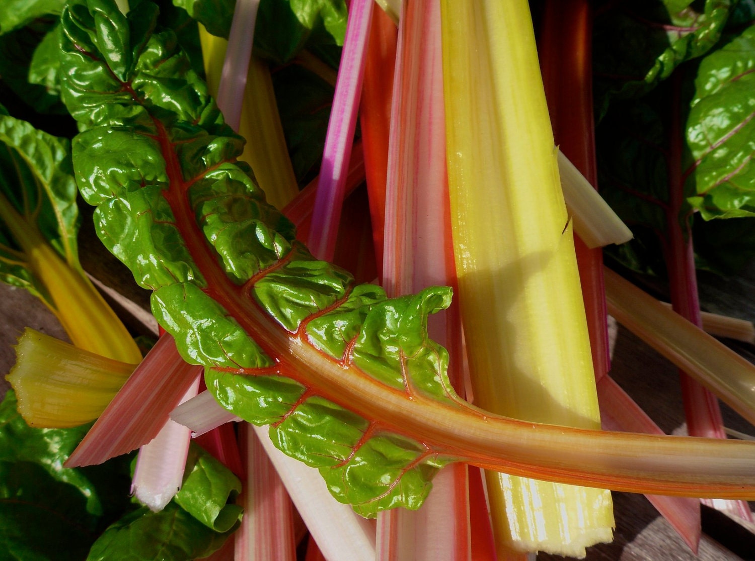 Organic Rainbow Swiss Chard Seeds