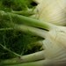 Organic Florence Fennel Seeds