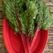 Organic Rhubarb Red Swiss Chard Seeds
