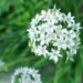 Organic Chive Seeds - Garlic Nira Chives