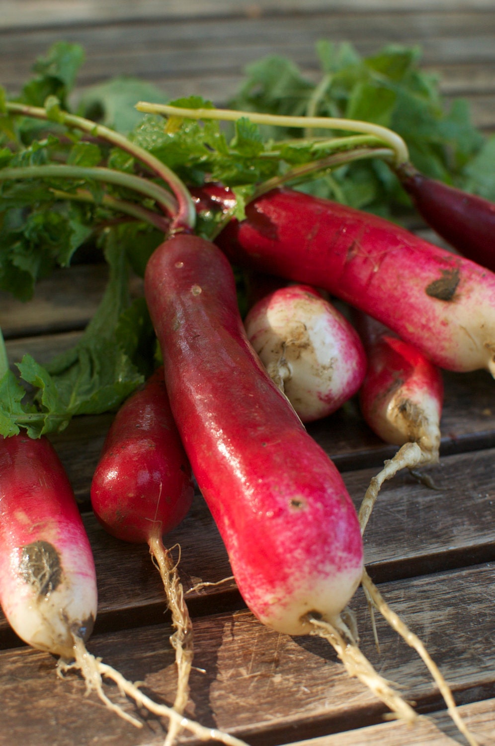 Organic French Breakfast Radish Seeds - Free Shipping