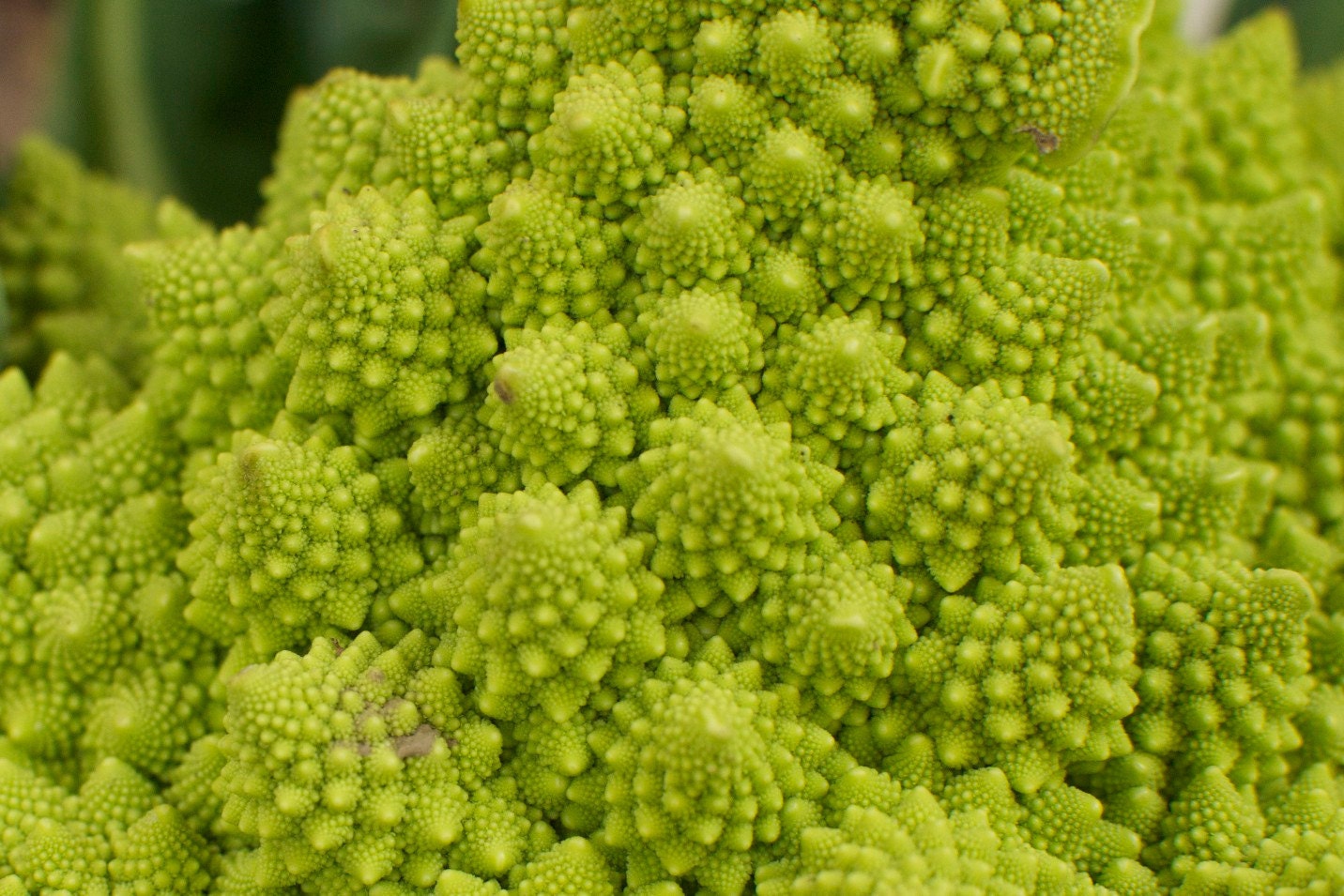Naturally Grown Fractal Romanesco Broccoli (aka Veronica Cauliflower) Seeds