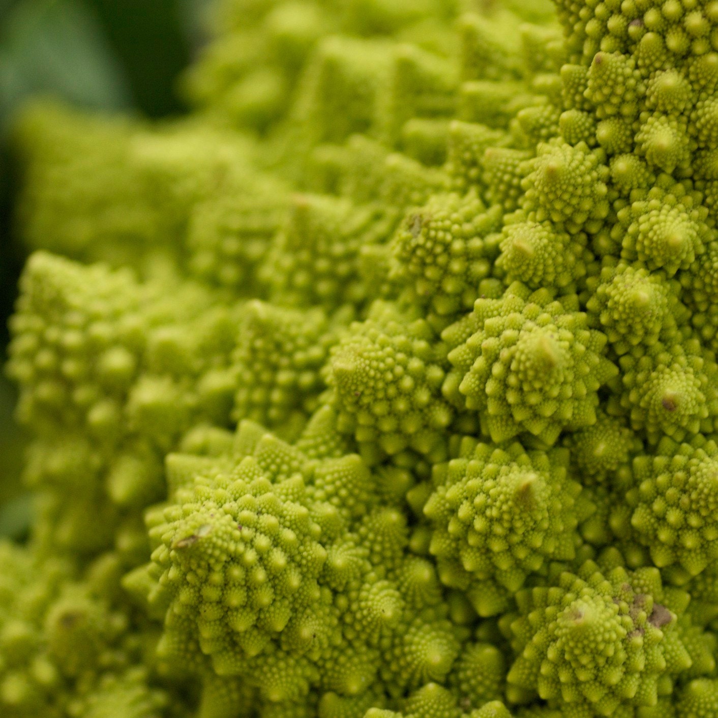 Naturally Grown Fractal Romanesco Broccoli (aka Veronica Cauliflower) Seeds