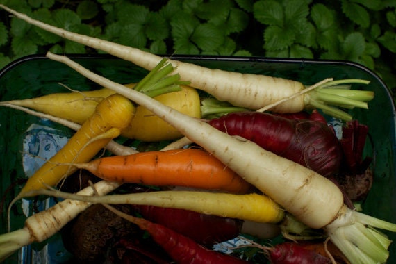 Rainbow Carrots - Colourful Carrot Mix Organic Seeds