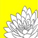 Yellow Gray Chrysanthemum Flower  - 8x10 Print