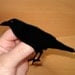 Raven Bird Brooch Pin - Crow Bird - Black Raven - Animal Jewelry