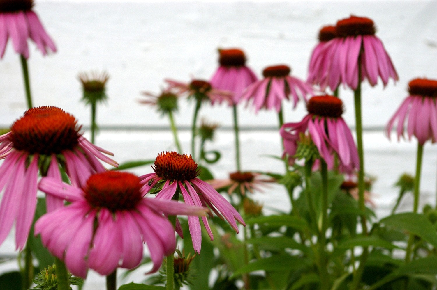 Organic Seeds, Heirloom Seeds, Purple Coneflower, Echinacea Seeds, from our farm in handmade seed packets